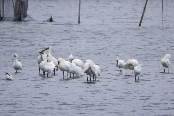 Апартаменты Water Bird Family Тоучэн Экстерьер фото